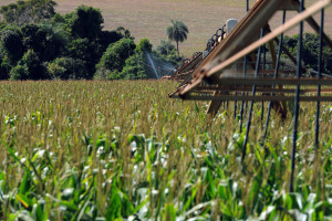 Produtores diminuíram a área cultivada e reduziram o consumo de água.