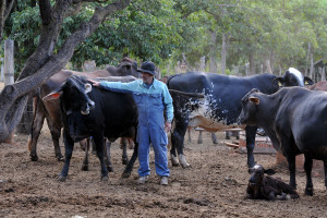 Depois de campanha da Secretaria da Agricultura, até agora foi alcançado 96% do rebanho local, estimado em 95 mil cabeças. O produtor rural José de Oliveira diz que sua propriedade está livre da doença há muitos anos.