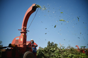 Há diversos reusos possíveis para o lixo verde. A Novacap processa ou leiloa o material, de acordo com as características.