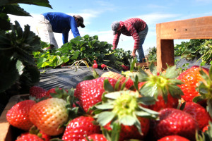 Programação vai até domingo (4) e continua de 9 a 11 de setembro. Neste ano, será possível visitar uma propriedade e comprar a fruta diretamente do produtor