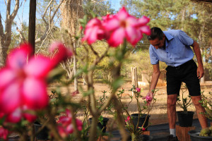 A propriedade, de 40 hectares, tem cultivo de rosas-do-deserto e orquídeas Epidendrum – ambas as flores estarão à venda nos dois dias de feira.