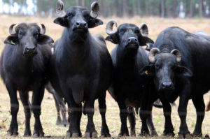 Concentrados em Brazlândia e Ceilândia, pecuaristas investem nos bubalinos para diferenciar o mercado com oferta de carne mais magra e saudável