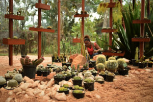 Plantas aquáticas e suculentas serão expostas em estufas no Jardim Botânico.