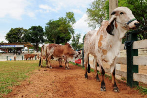 Produtores contaram com R$ 1,3 milhão do Fundo de Desenvolvimento Rural para financiamentos durante a mostra, que terminou neste sábado (29) no Parque da Granja do Torto.