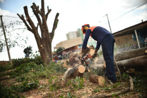 Poda de árvores pode ser requisitada à Novacap e em ouvidorias do governo