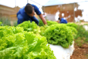 Adolescentes cultivam em hortas do projeto Horticultura e Socioeducação na Unidade de Internação de Planaltina.