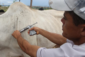 Produtores rurais devem vacinar nesta fase animais com até 24 meses de idade.