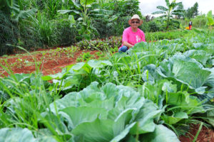 Ivone Ribeiro Machado, de 58 anos, é produtora na Zona de Produção do Parque Nacional de Brasília e da Reserva Biológica da Contagem e utiliza princípios da agroecologia na produção.