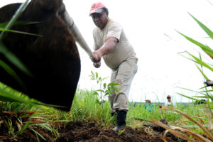 Ação de plantio de mudas do programa Reflorestar ocorreu hoje na região do Córrego Cristal, em Brazlândia.