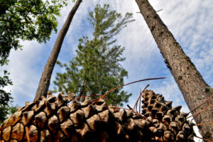 Em Águas Emendadas, por exemplo, manchas de pinheiros e bambus tomam o espaço da vegetação nativa e atrapalham o desenvolvimento na região