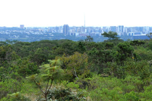 Cerrado na Floresta Nacional de Brasília