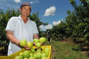 O produtor José Luiz Yamagata levará frutas in natura para a Festa da Goiaba, em Brazlândia.