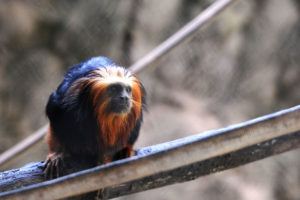 Macacos do Jardim Zoológico de Brasília são objeto de estudo para pesquisa sobre o zika vírus