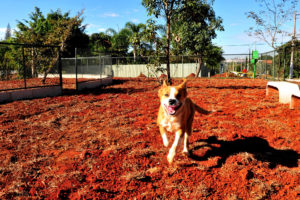 Espaço de convivência foi pensado para o bem-estar animal e de acordo com aspectos comportamentais de cães.