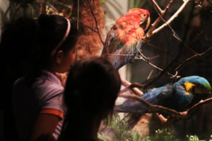 Passar a noite entre animais para observar e aprender sobre o hábito noturno deles é a proposta do projeto Zoo Noturno, da Fundação Jardim Zoológico de Brasília.