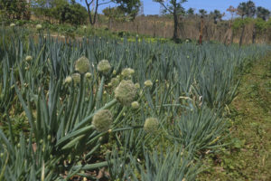 A propriedade do agricultor Heleno Manoel do Nascimento, de 69 anos, no Núcleo Rural Taguatinga, em Samambaia, será um dos exemplos de cultivo sustentável apresentados, a partir de terça-feira (12), durante o 6º Congresso Latino-americano de Agroecologia, 10º Congresso Brasileiro de Agroecologia e 5º Seminário de Agroecologia do DF e Entorno que ocorrem no Centro de Convenções Ulysses Guimarães.