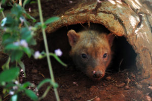 Depois de passarem por quarentena, cachorros-vinagre estão em recinto na área de visitação. Chegada a Brasília possibilitará início de plano para conservação da espécie vulnerável à extinção.