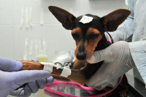 Cachorro passando por procedimento de castração