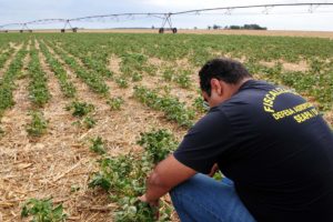 Equipes da Secretaria da Agricultura, Abastecimento e Desenvolvimento Rural fiscalizam áreas de produção de feijão no DF.