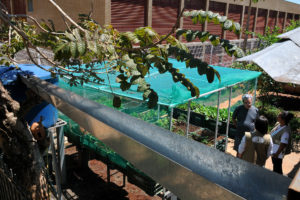 O aposentado Benon Peixoto, de 82 anos, utiliza água da chuva armazenada em um caixa d’água ara irrigar hortaliças. Foto: Tony Winston/Agência Brasília