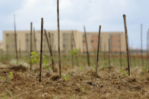 Foram plantadas 5.500 mudas nativas do Cerrado com espécies como ipê-amarelo.