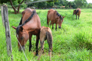 Secretaria da Agricultura recolhe animais em vias públicas de todo o DF e oferece abrigo temporário. Somente no carnaval, foram resgatados 17