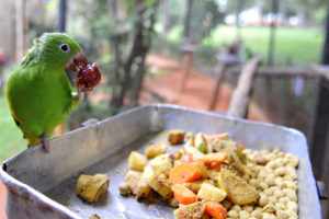 Tratadores alimentam 174 aves de diferentes espécies com sementes, frutas e ração, por exemplo.