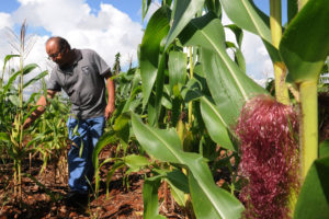 O programa Agricultura Urbana, da Emater-DF, funciona há cerca de dez anos e tem como principal alvo as escolas públicas da capital. Um dos espaços atendidos é o Centro de Ensino Especial 2, de Brasília, que atualmente funciona como exemplo para outras instituições.