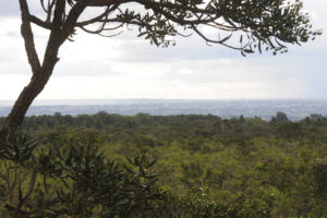 Área de Cerrado no Jardim Botânico de Brasília: com o edital, áreas degradadas serão recuperadas.