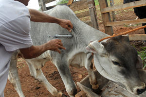 Vacinação contra febre aftosa começa no DF em 1º de maio.