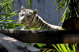 O recinto de Dante permite que o tigre-de-bengala decida quando quer interagir com o público. Foto: Gabriel Jabur/Agência Brasília