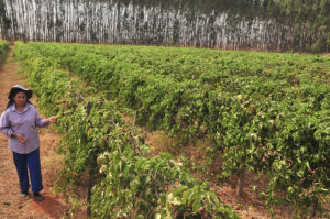 Núcleo Rural Pipiripau, Planaltina, Brasília, DF, Brasil 22/8/2017 Foto: Tony Winston/Agência Brasília.  A terceira edição da Expedição Safra-Brasília fará uma análise completa da cultura do maracujá no Distrito Federal. Equipes da Emater-DF, da Secretaria da Agricultura, Abastecimento e Desenvolvimento Rural e da Embrapa Cerrados percorrerão 180 hectares de cultivo, em 126 propriedades.  A propriedade de Maria dos Anjos Silva, de 50 anos, no Núcleo Rural Pipiripau, foi uma das primeiras a ser visitada pelos extensionistas e pesquisadores do projeto. Ela cultiva maracujá na área há dez anos.