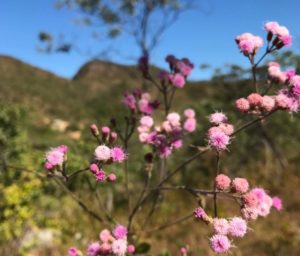 Foto: Jardim Botânico de Brasília/Divulgação