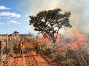 Foto: Divulgação | Brasília Ambiental