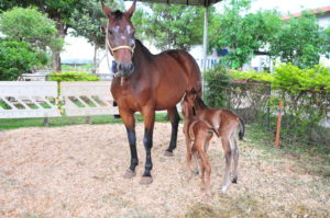 Foto: Joel Rodrigues / Agência Brasília