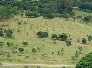 Foto: Divulgação/Brasília Ambiental