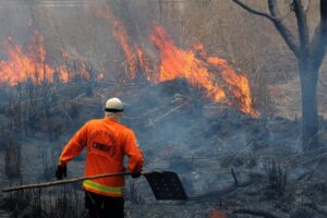 Foto: Divulgação/Brasília Ambiental