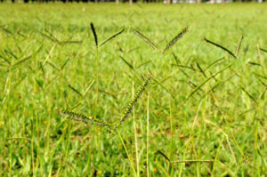 Foto: Paulo H Carvalho / Agência Brasília