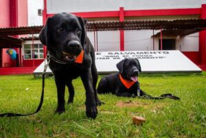 Foto: Divulgação/Corpo de Bombeiros