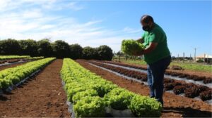 O extensionista Névio Guimarães, da Emater-DF, examina alface colhido na AgroBrasília | Foto: Divulgação/Emater-DF