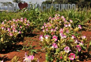 Foto: Acácio Pinheiro/Agência Brasília