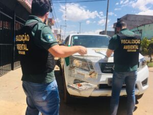 | Foto: Divulgação/Brasília Ambiental