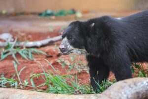 Fotos: Marcella Lasneaux/Zoológico de Brasília