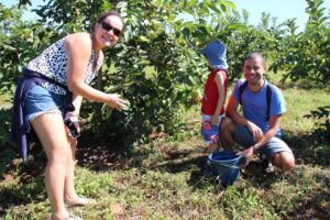 Adultos e crianças se divertiram colhendo a goiaba diretamente do pé | Foto: Divulgação/Emater-DF