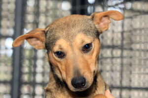 Dócil e brincalhona, a cachorrinha Vilma espera há oito meses por um novo lar | Foto: Sandro Araújo/Agência Saúde DF