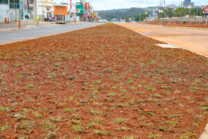 O piso superior do Túnel de Taguatinga deve receber, ao todo, mais de 125 mil brotos da espécie batatais, espalhados em 20.905 m² de área verde | Foto: Paulo H. Carvalho/Agência Brasília